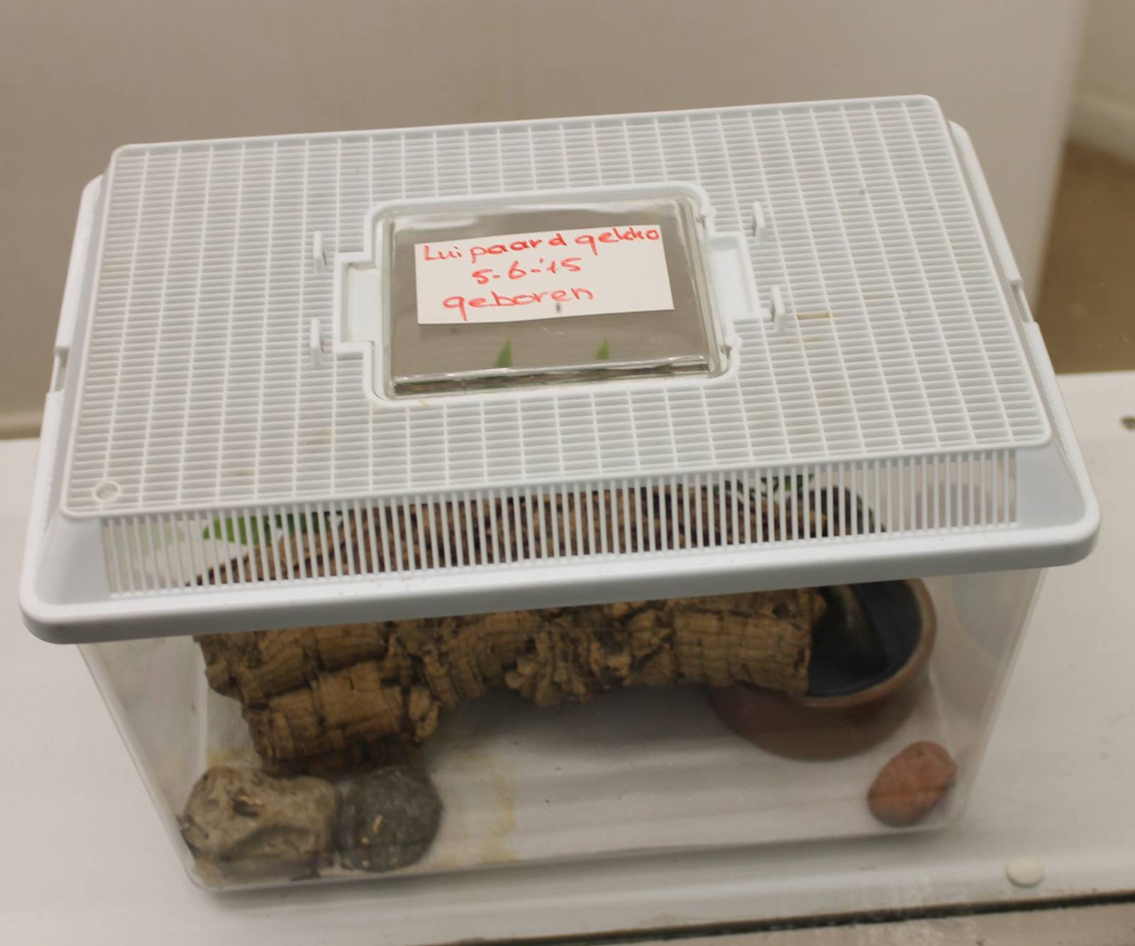 Raising tank Leopard gecko