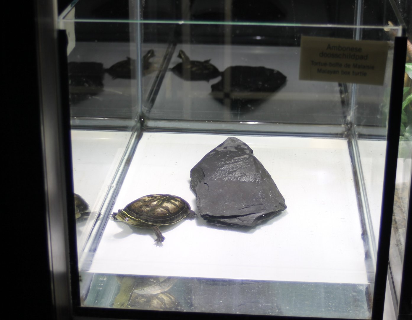 Raising-tank Malayan box turtle