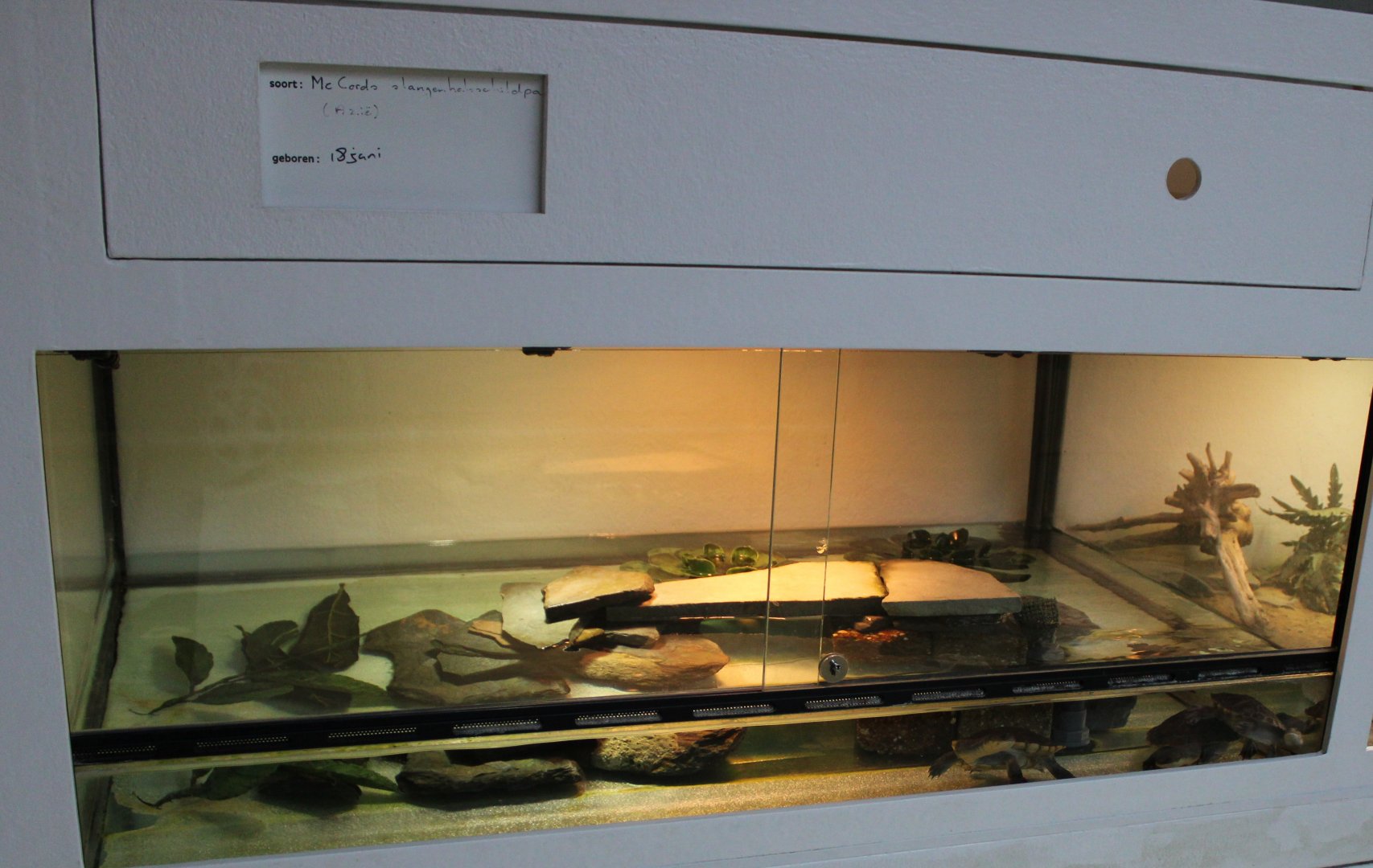 Raising-tank McCord's snake-necked turtle