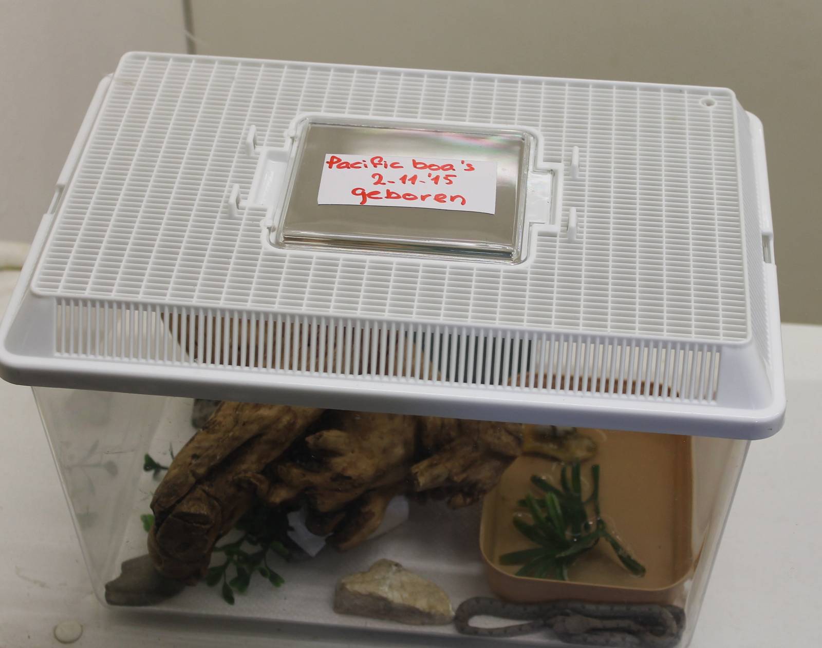 Raising tank Pacific ( Paulson's ) boas