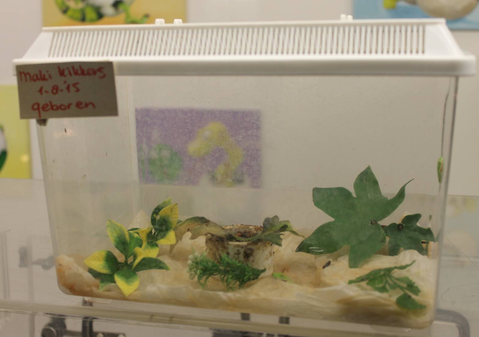 Raising tank Red-eyed tree frogs