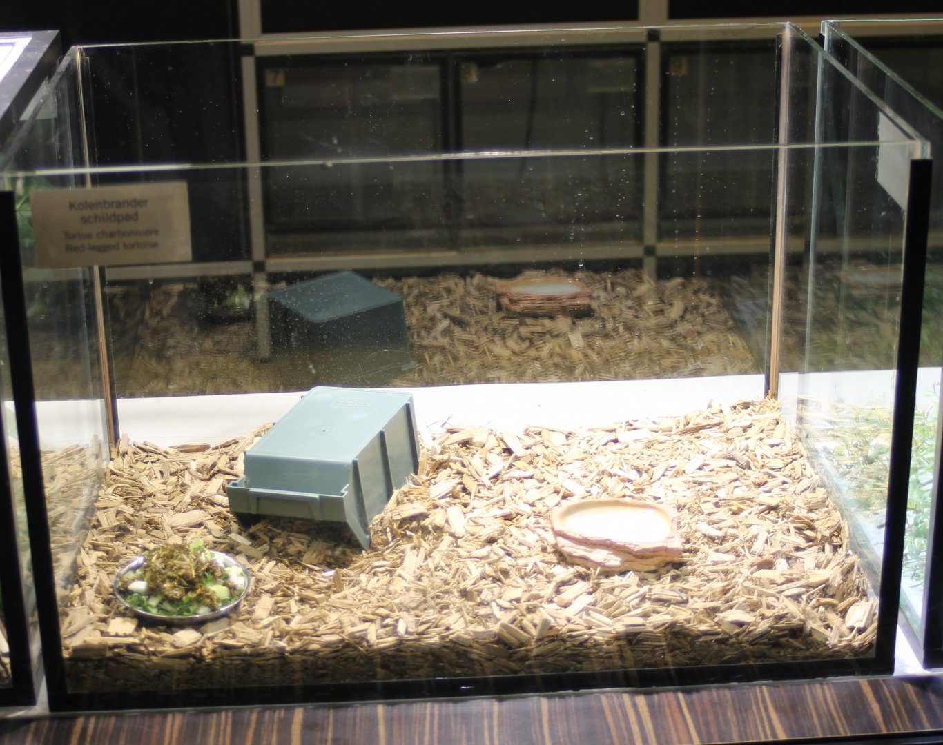 Raising-tank Red-footed tortoise