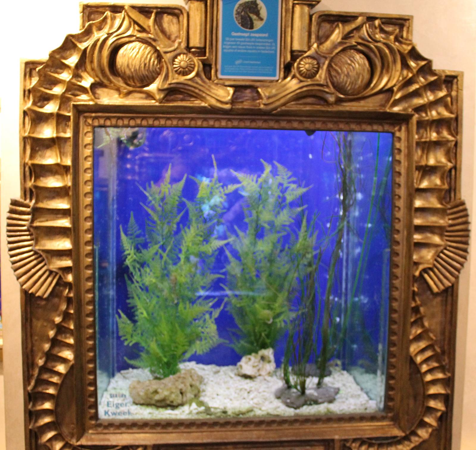 Raising-tank Sea horses