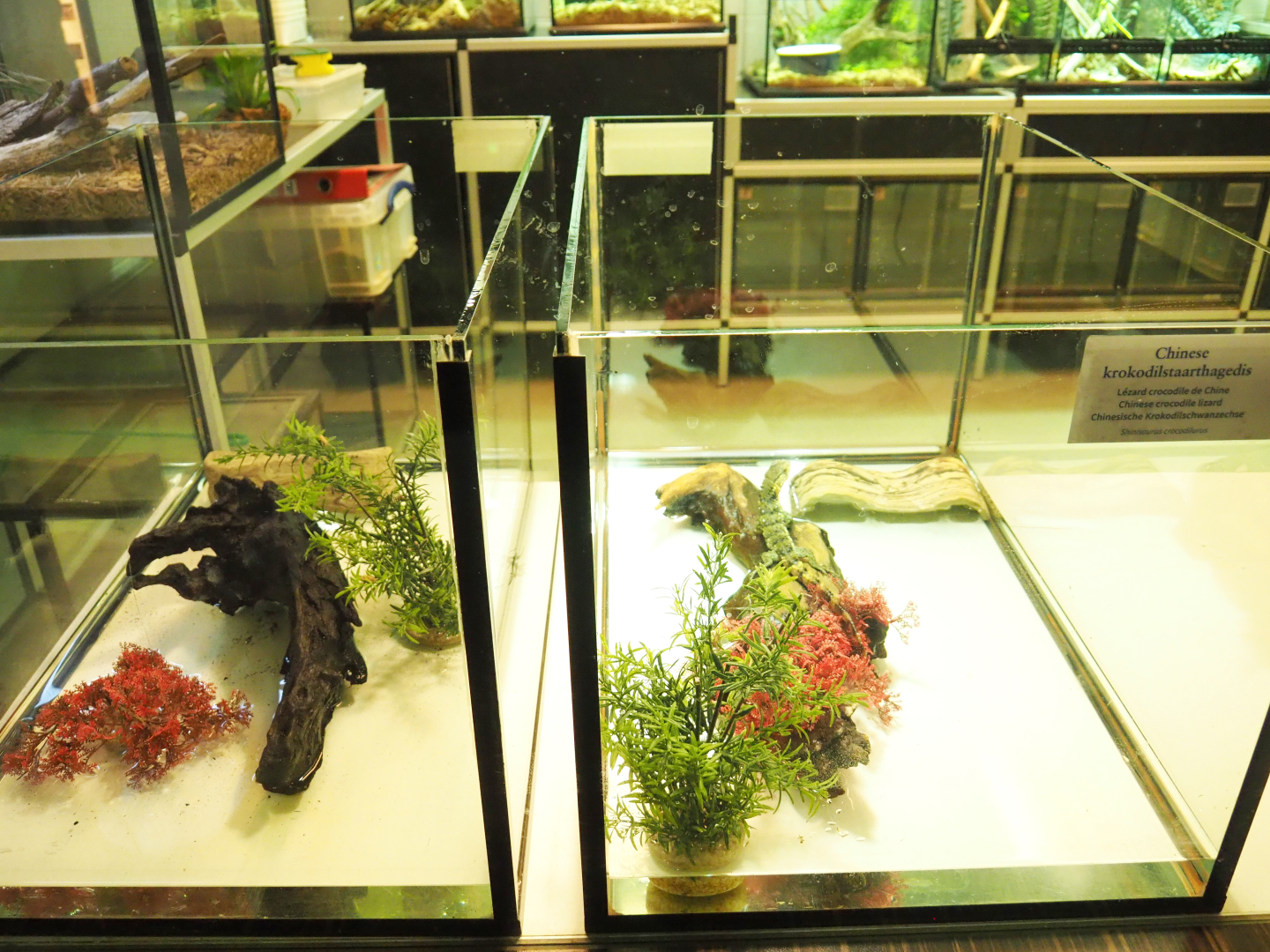 Raising tanks for juvenile Chinese crocodile lizards in the Reptile house nursery, 2022-03-16