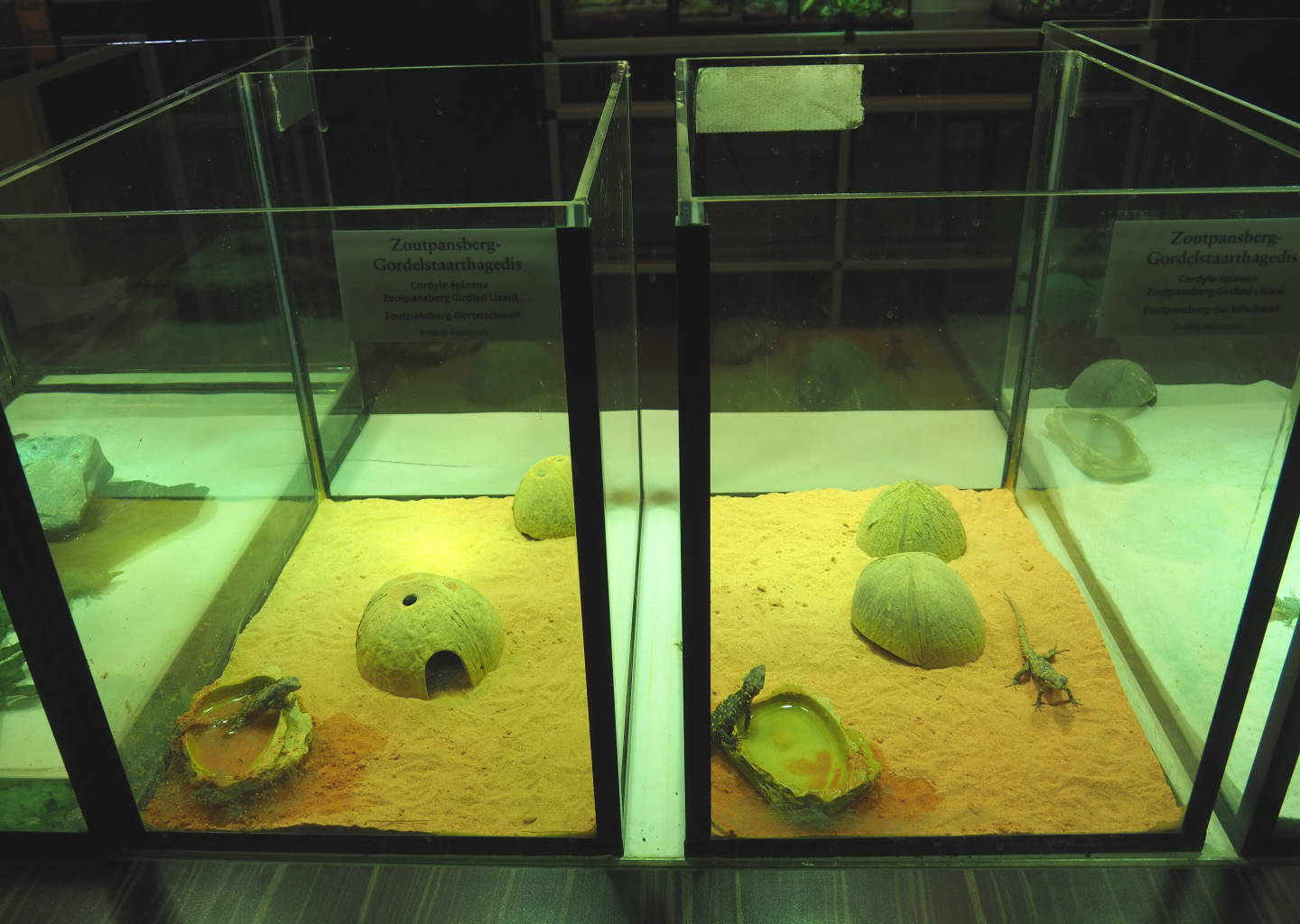 Raising terraria Zoutpansberg girdled lizards, 2020-09-20