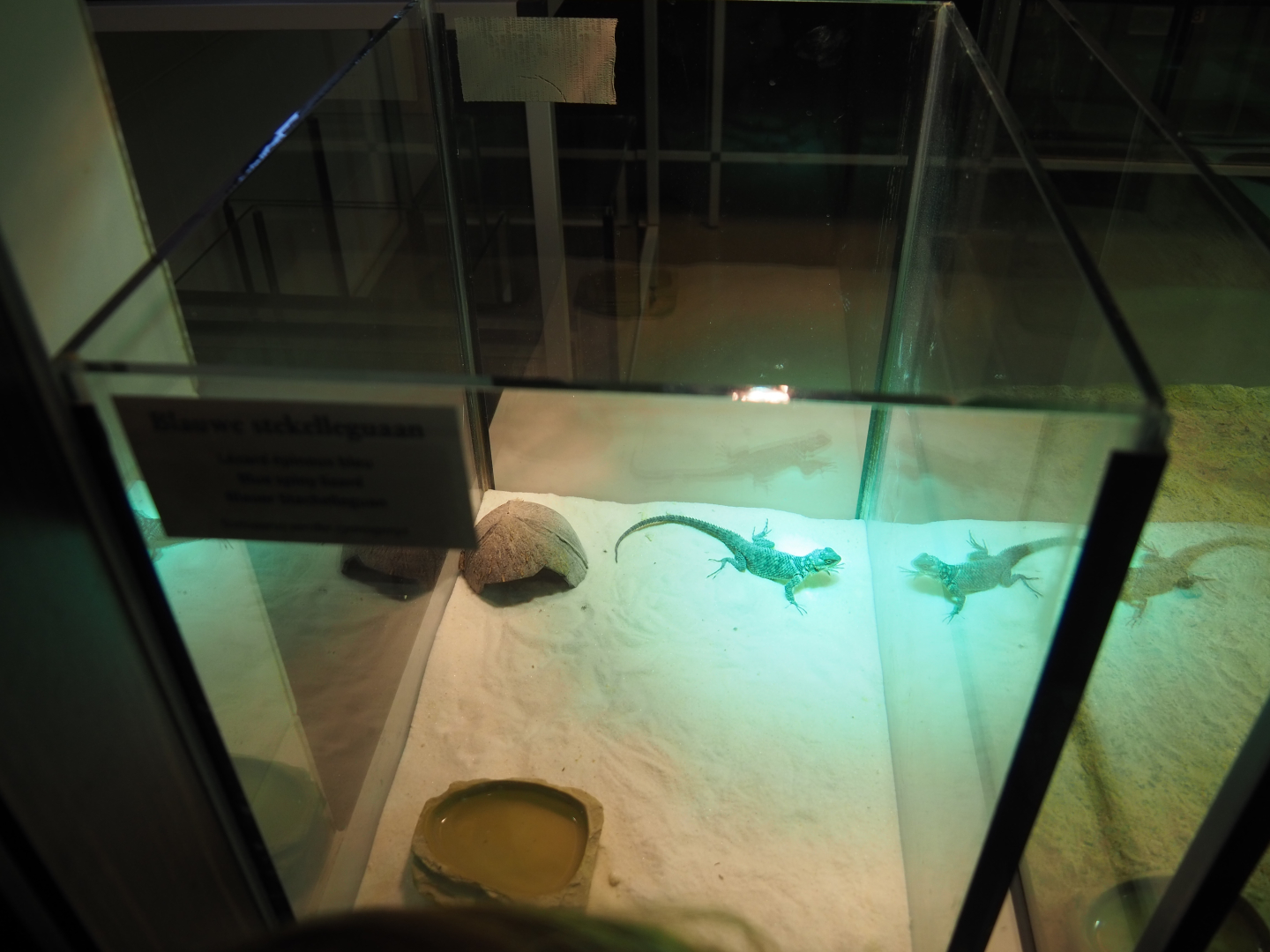 Raising terrarium blue spiny lizard, 2019-12-30