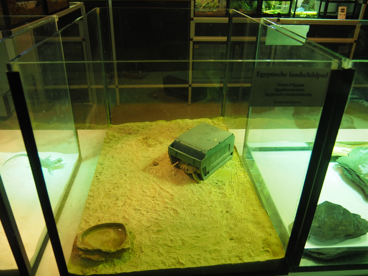 Raising terrarium Egyptian tortoise, 2019-12-30