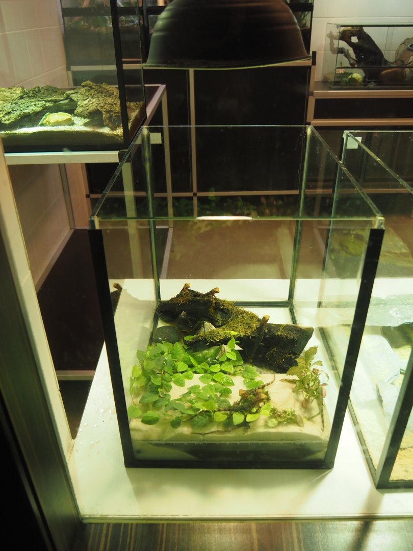 Raising terrarium for Chinese crocodile lizard hatchlings, 2025-09-10