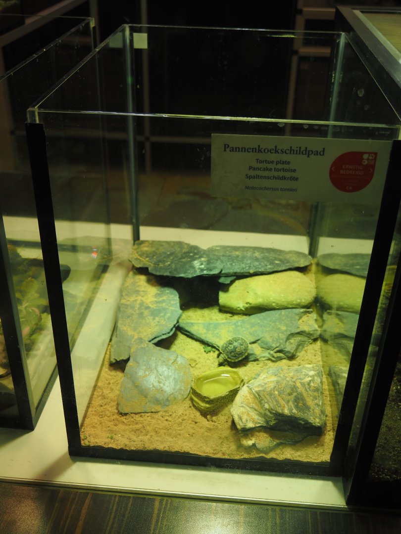 Raising terrarium for Pancake tortoise hatchling, 2025-09-10