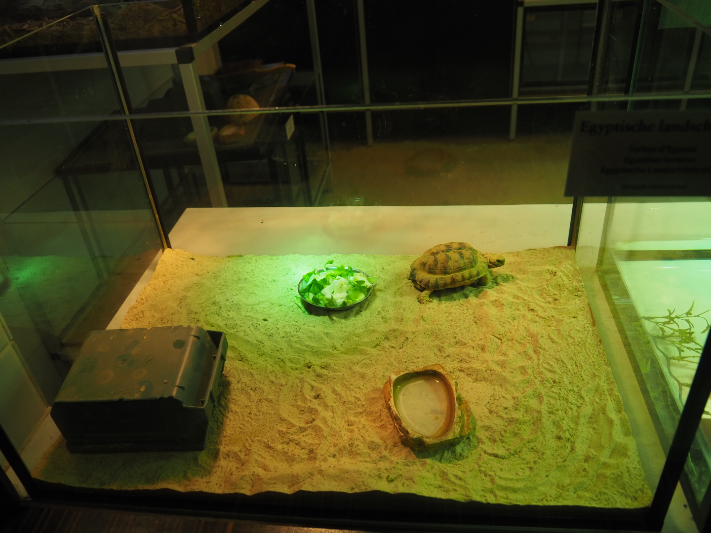 Raising terrarium juvenile Egyptian tortoise, 2020-05-24