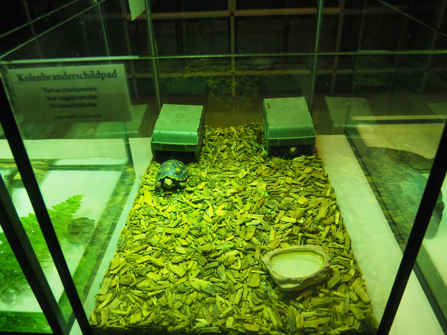 Raising terrarium Red-footed tortoises, 2019-12-30
