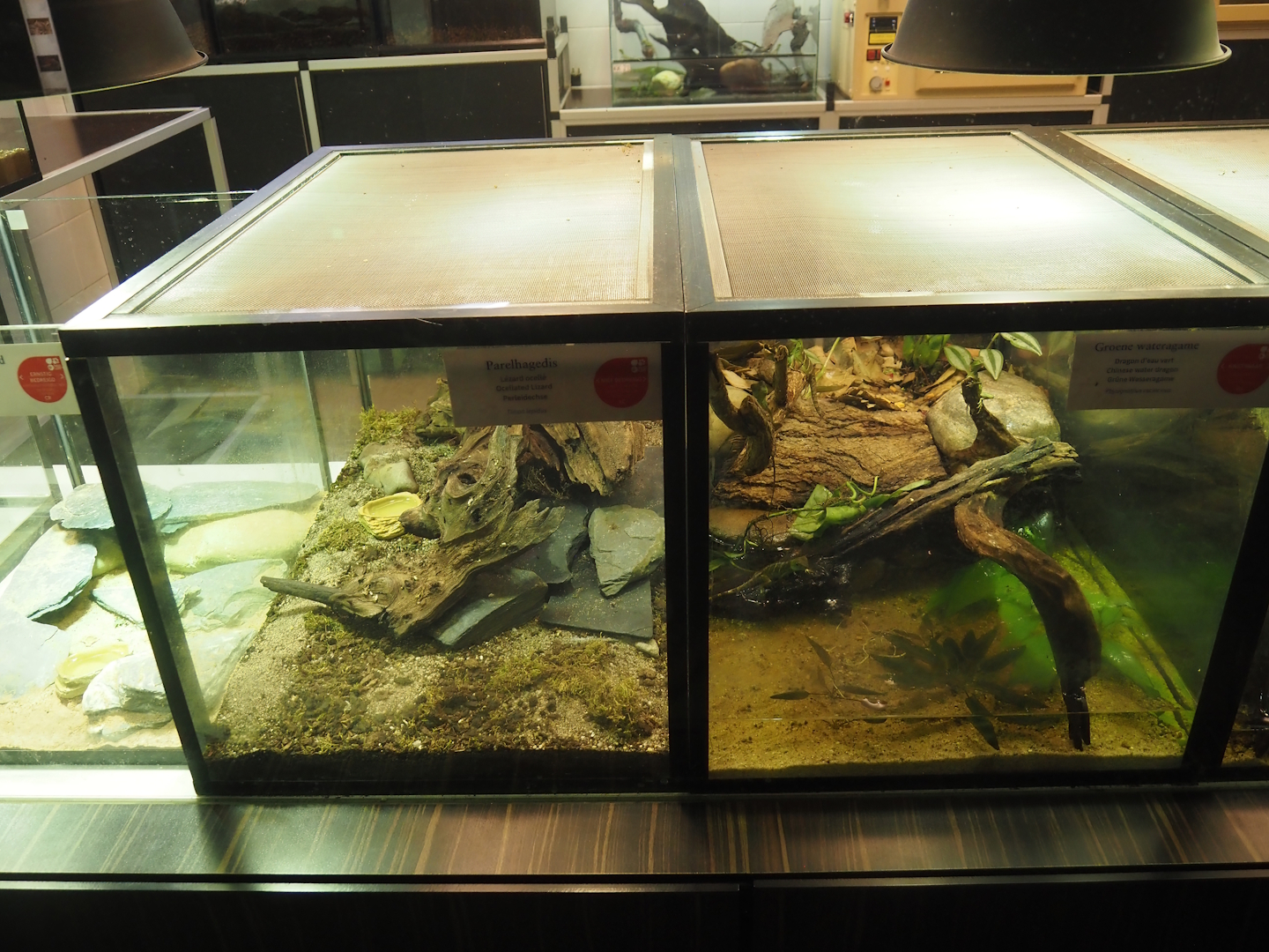 Raising terrariums for Ocellated lizard and Chinese water dragon hatchlings, 2025-09-10