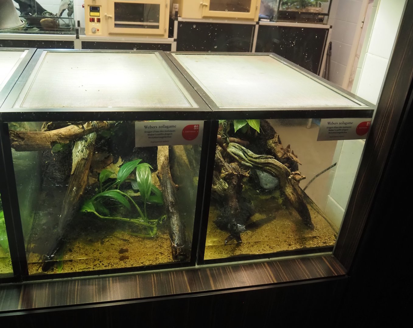 Raising terrariums for Weber's sailfin lizard hatchlings, 2025-09-10
