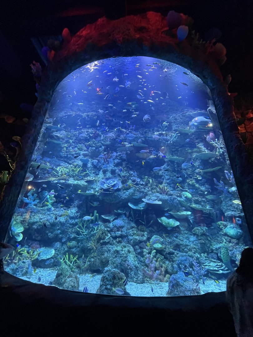 raja ampat exhibit (view from below) - BX Sea