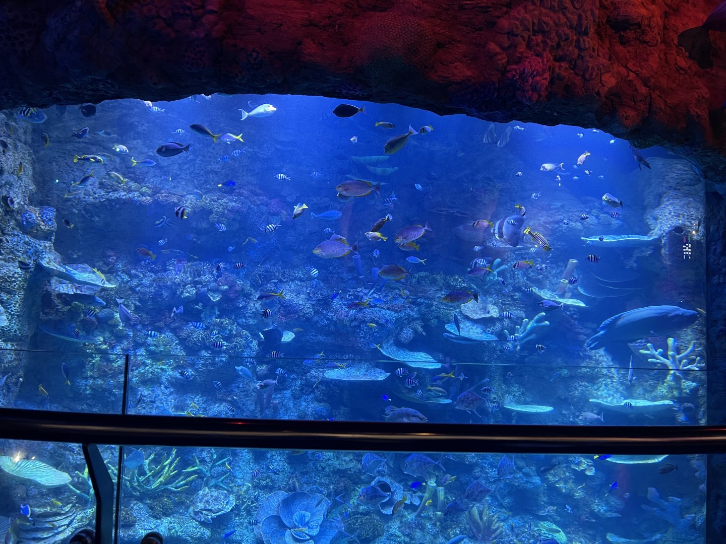 raja ampat exhibit (view from top) - BX Sea