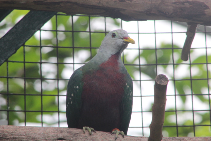 Raja Ampat wompoo fruit dove (Ptilinopus magnificus puella) - Bird Park