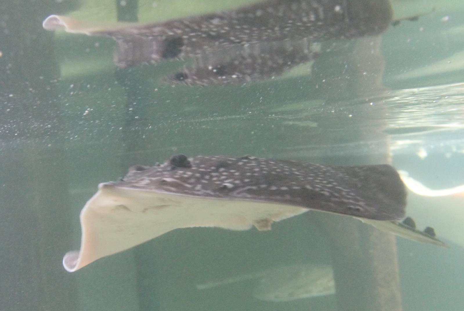 Raja clavata or Raja radiata ?