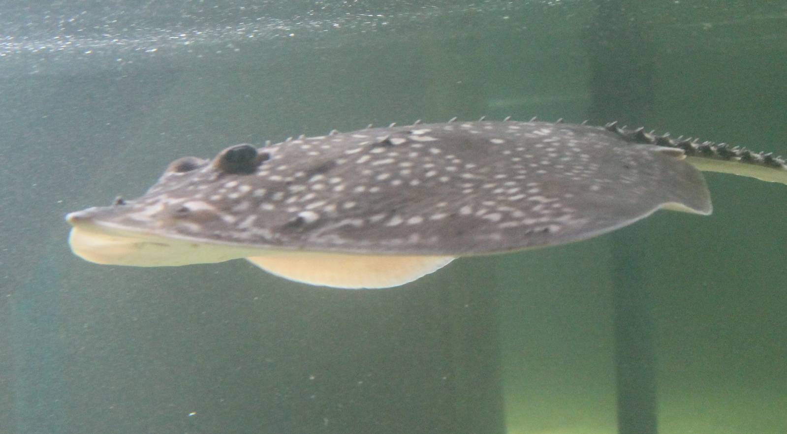 Raja clavata or Raja radiata ?