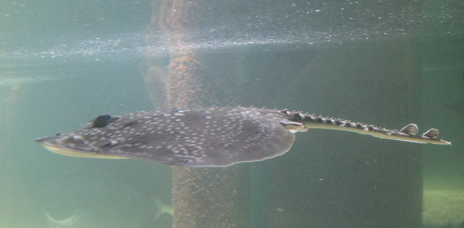 Raja clavata or Raja radiata ?