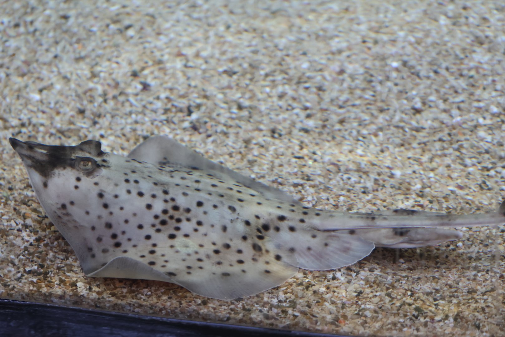 Raja montagui or Raja brachyura ?