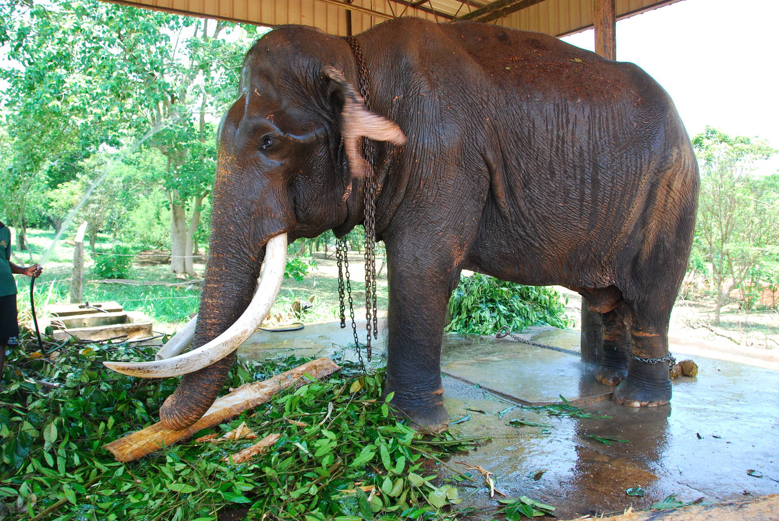 Raja the blind bull elephant.