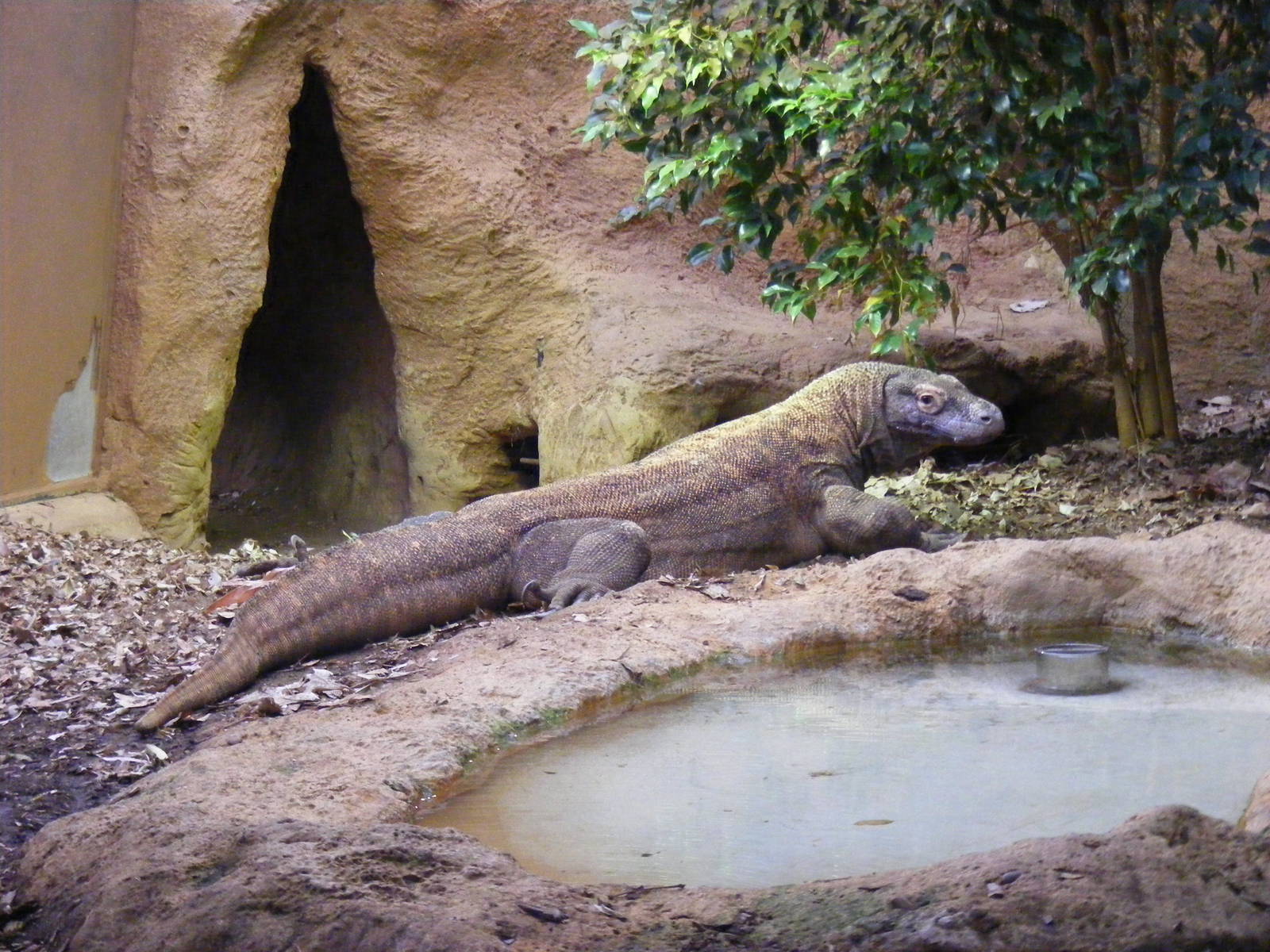 Raja the komodo dragon at London Zoo, 15 January 2011
