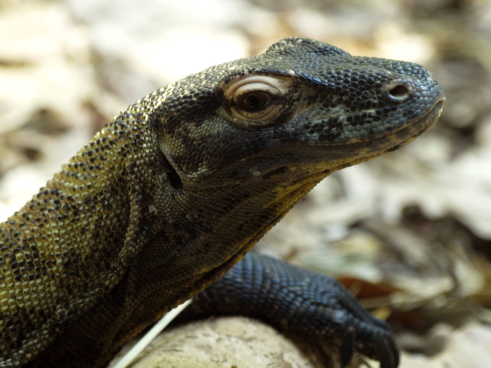 Raja the komodo dragon