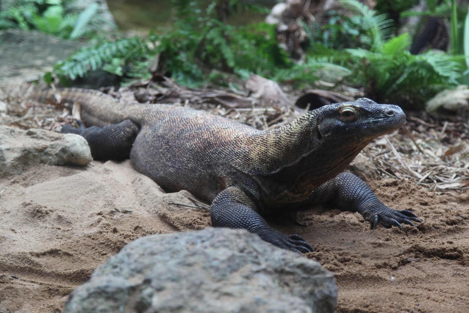Raja, the Komodo Dragon