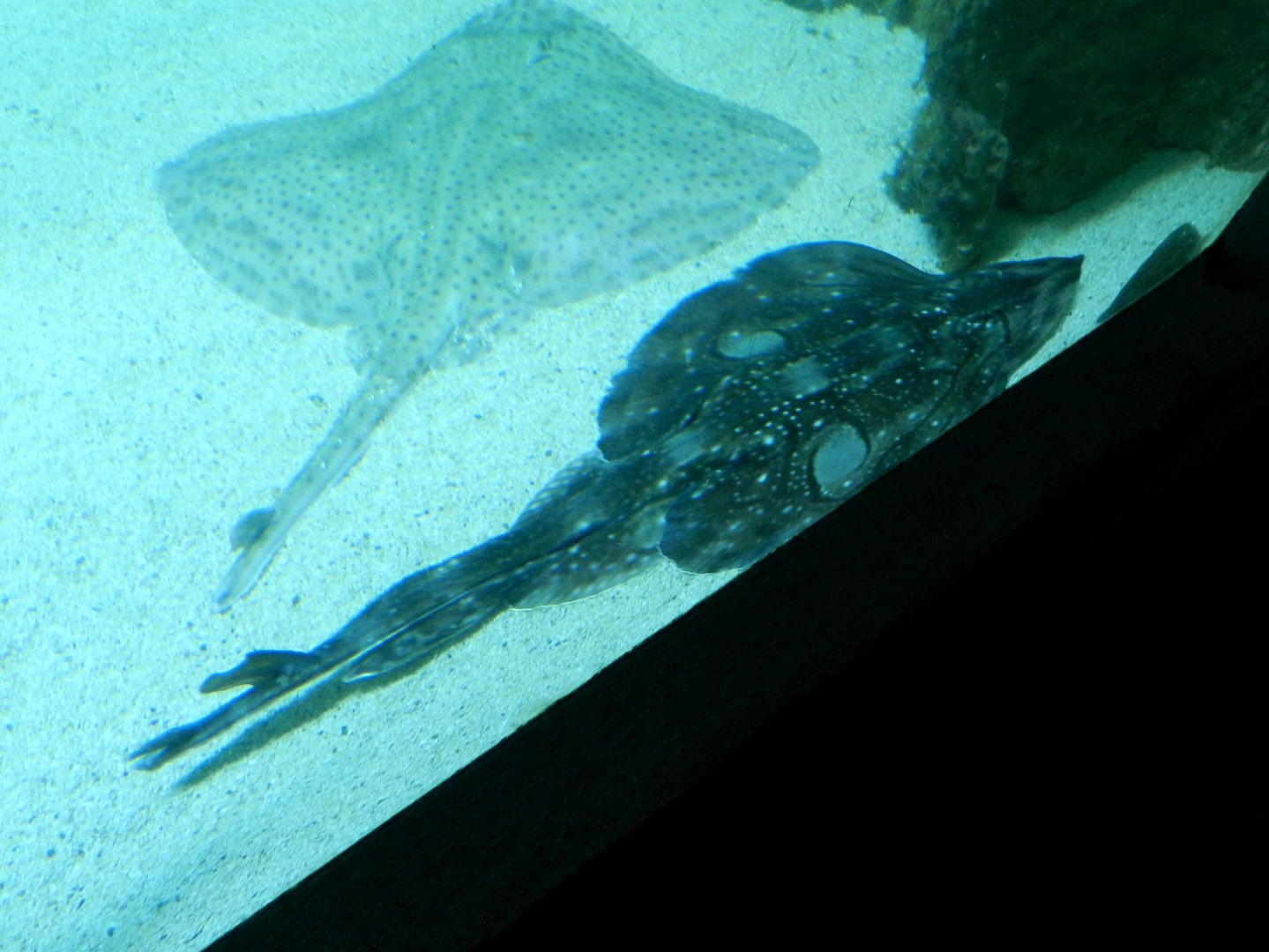 Raja undulata & Raja microocellata