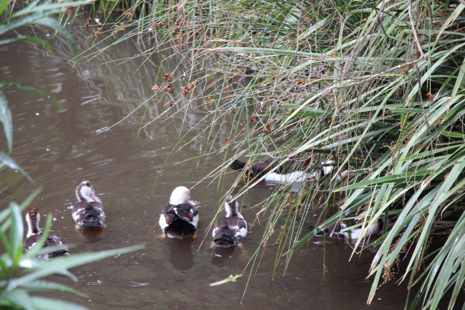 Rajadah Shelduck