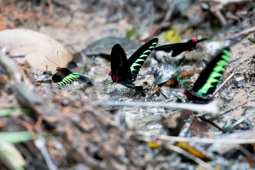 Rajah Birdwing Butterflies
