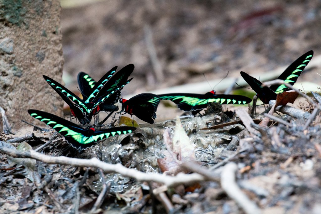 Rajah Birdwing Butterflies