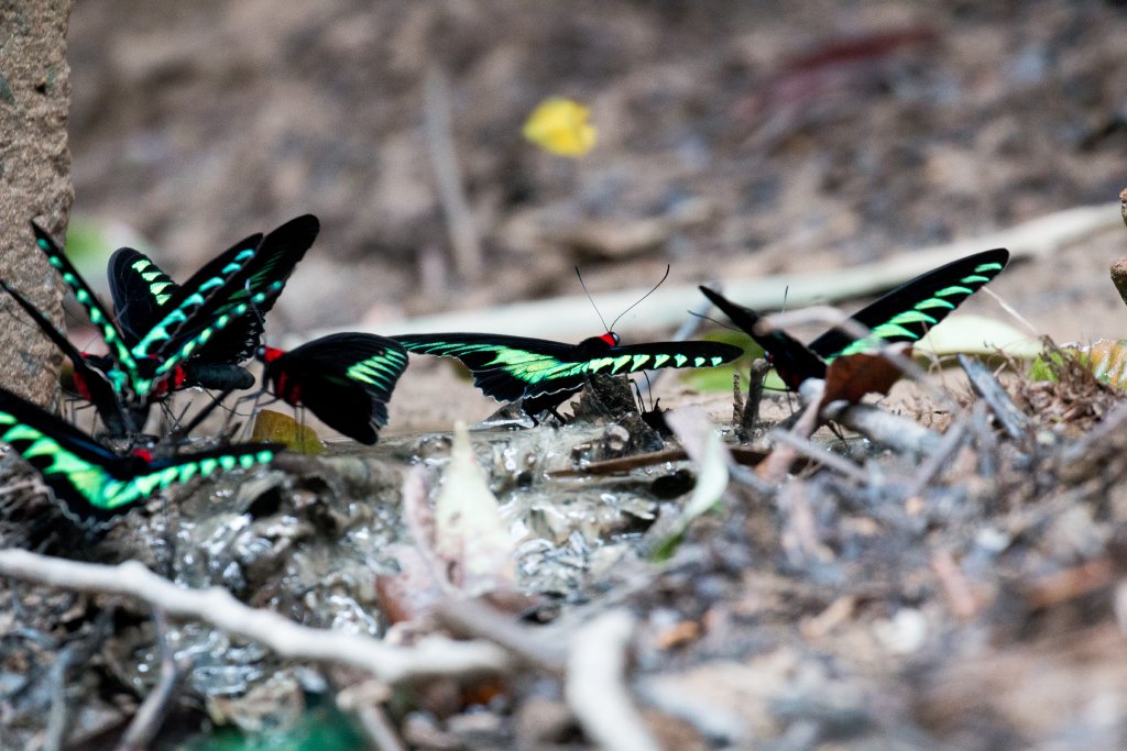 Rajah Birdwing Butterflies