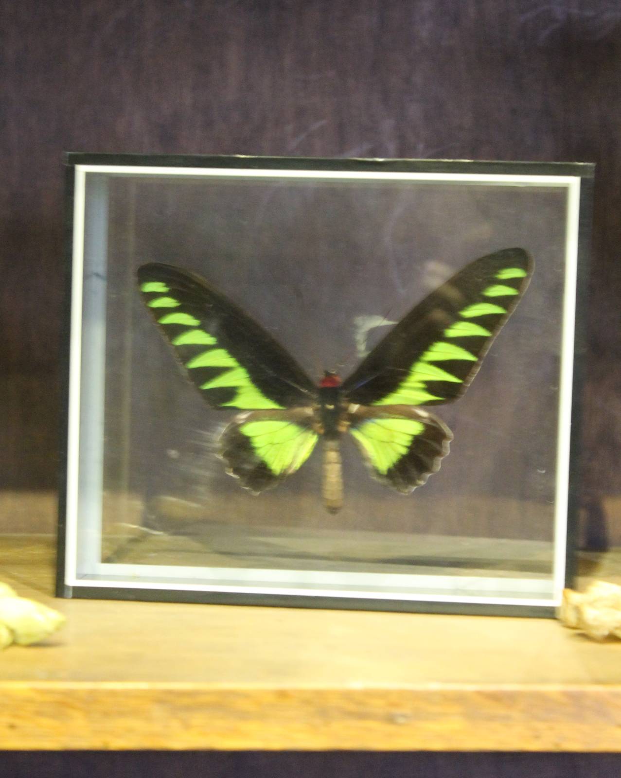Rajah Brooke's birdwing