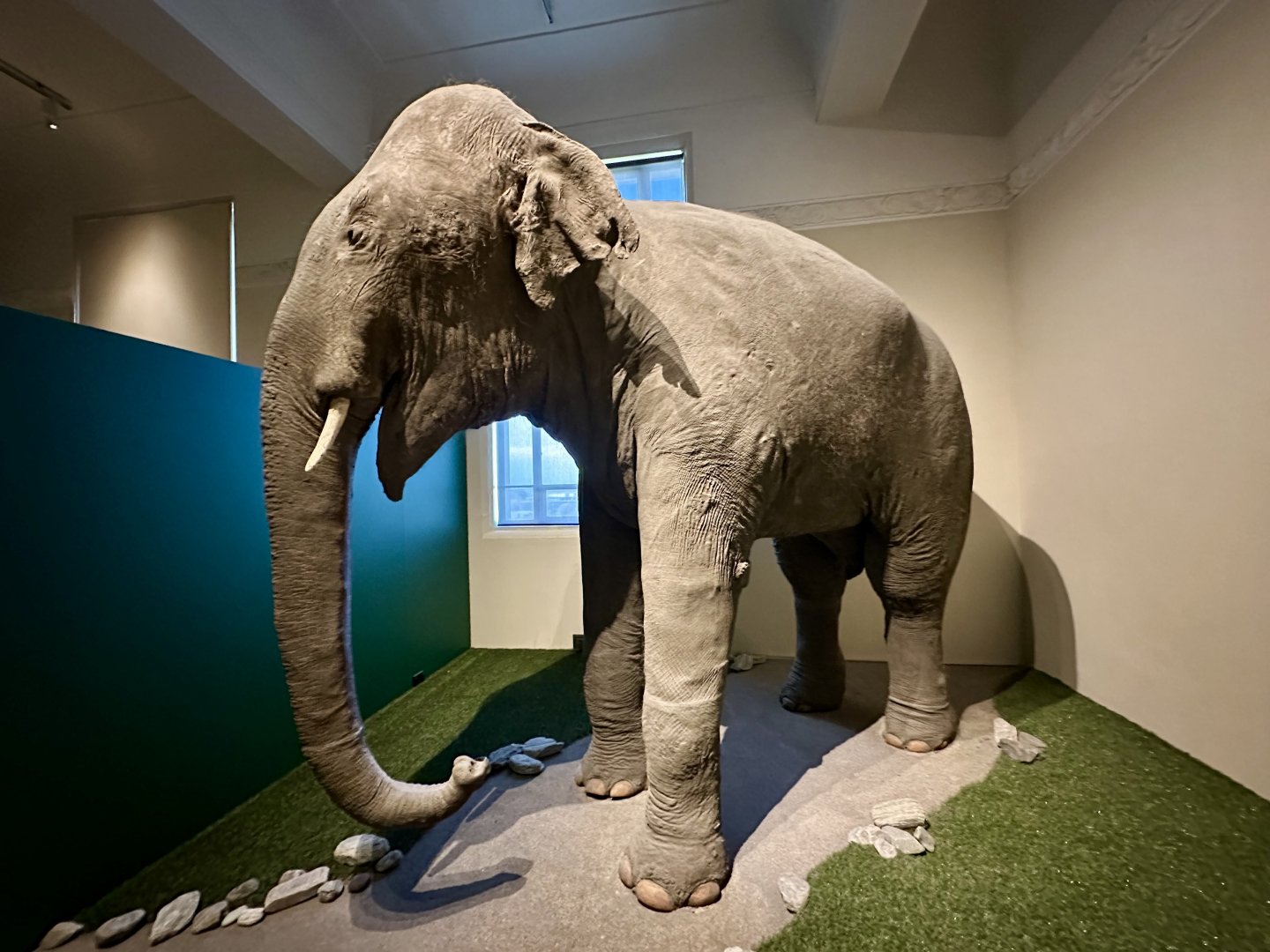 Rajah (Indian Elephant)