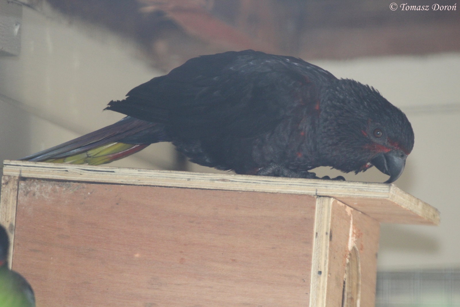 Rajah Lory (Chalcopsitta atra insignis), October 2015