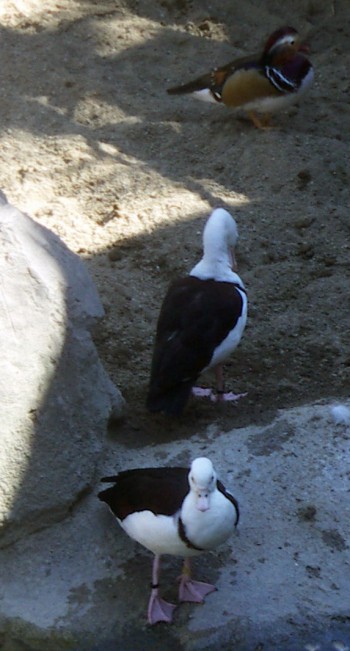 Rajah Shelduck (Tadorna radjah)