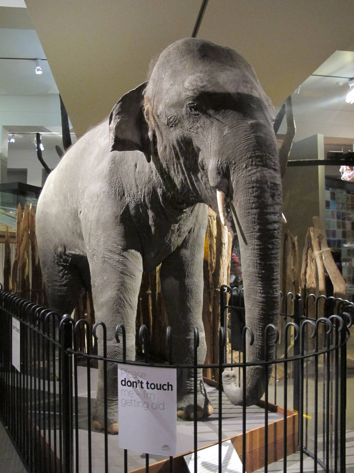 Rajah the Elephant - Auckland Museum