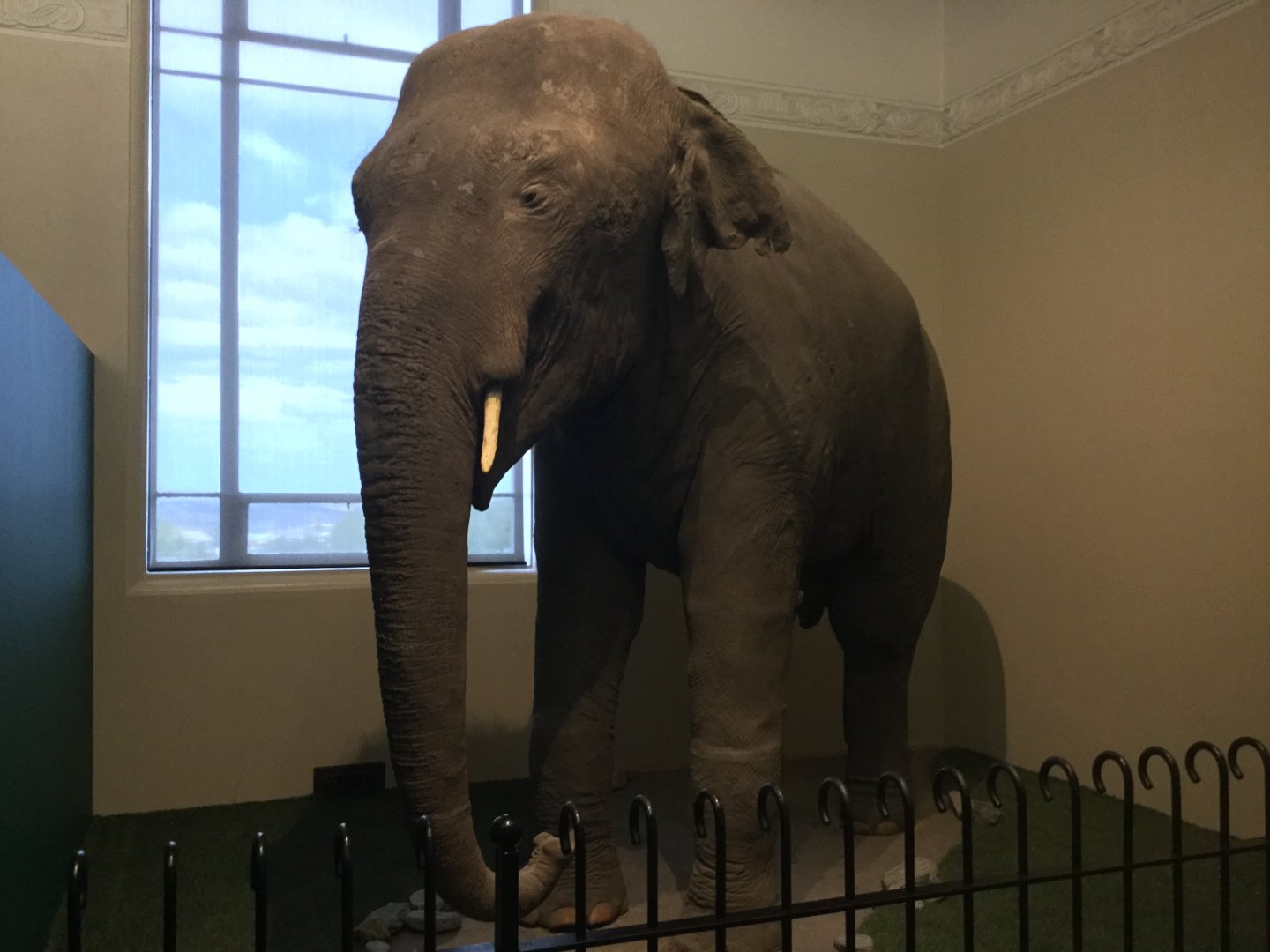 Rajah the Indian Elephant (1917-1936)