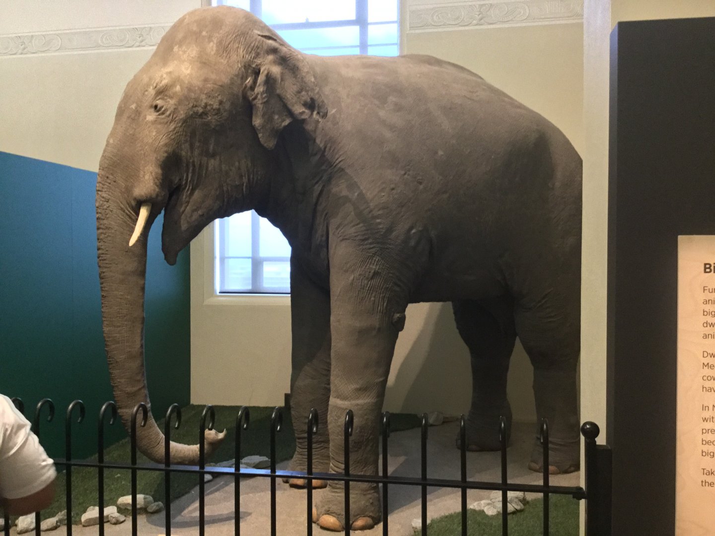 Rajah the Indian Elephant (1917-1936)