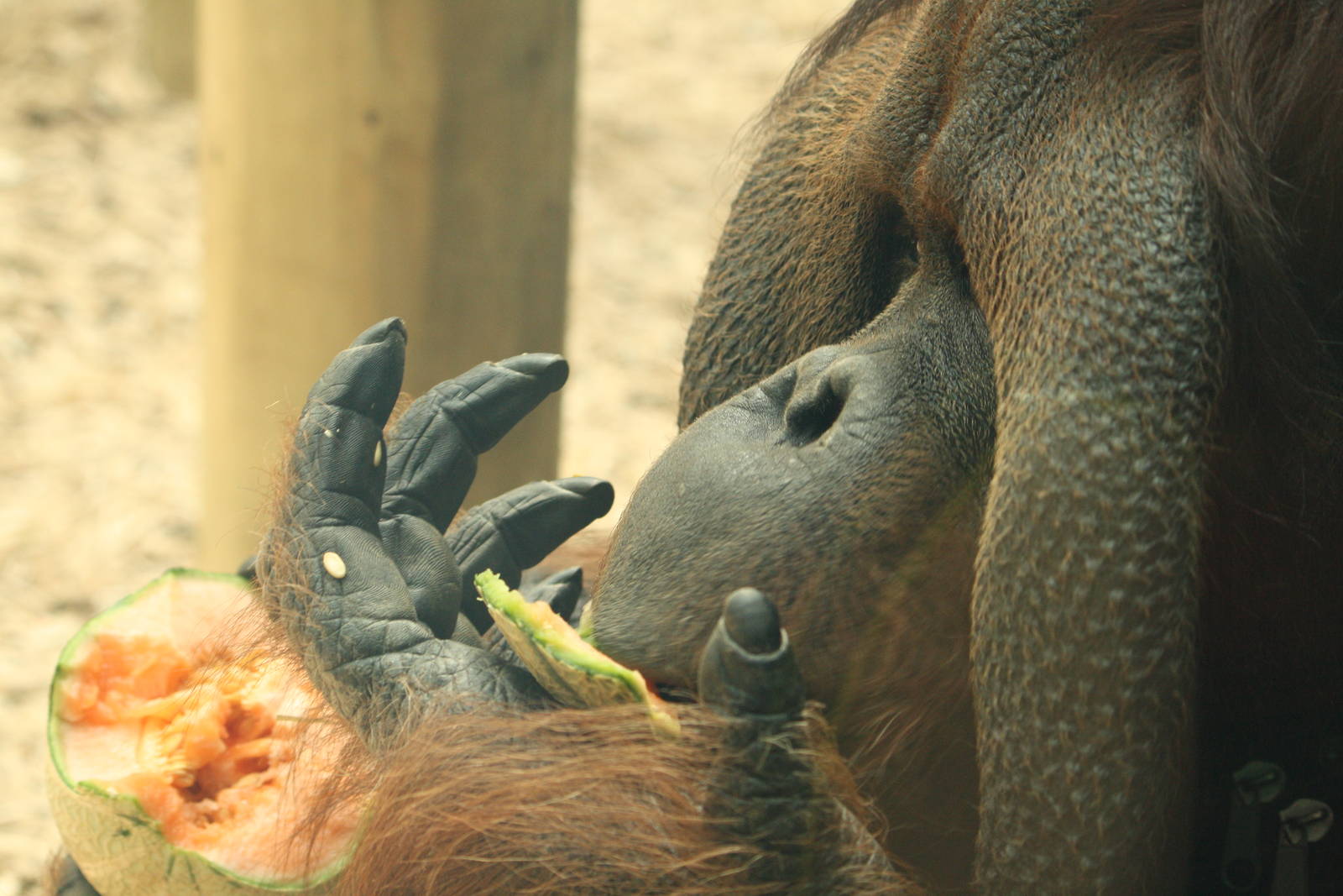 Rajang - 30 July 2010