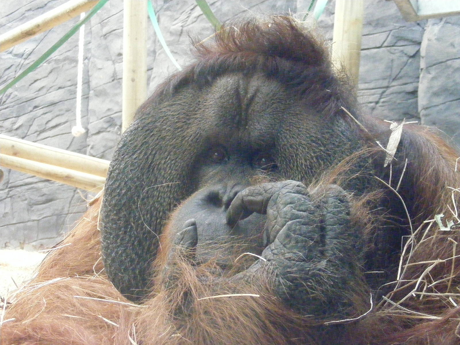 Rajang 6 August 2009