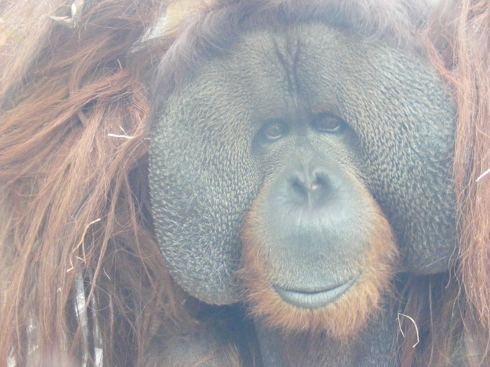 Rajang - 9 April 2009