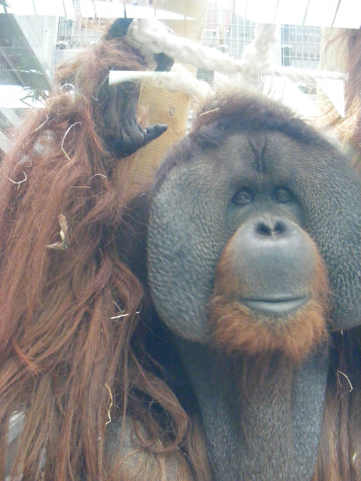 Rajang - 9 April 2009