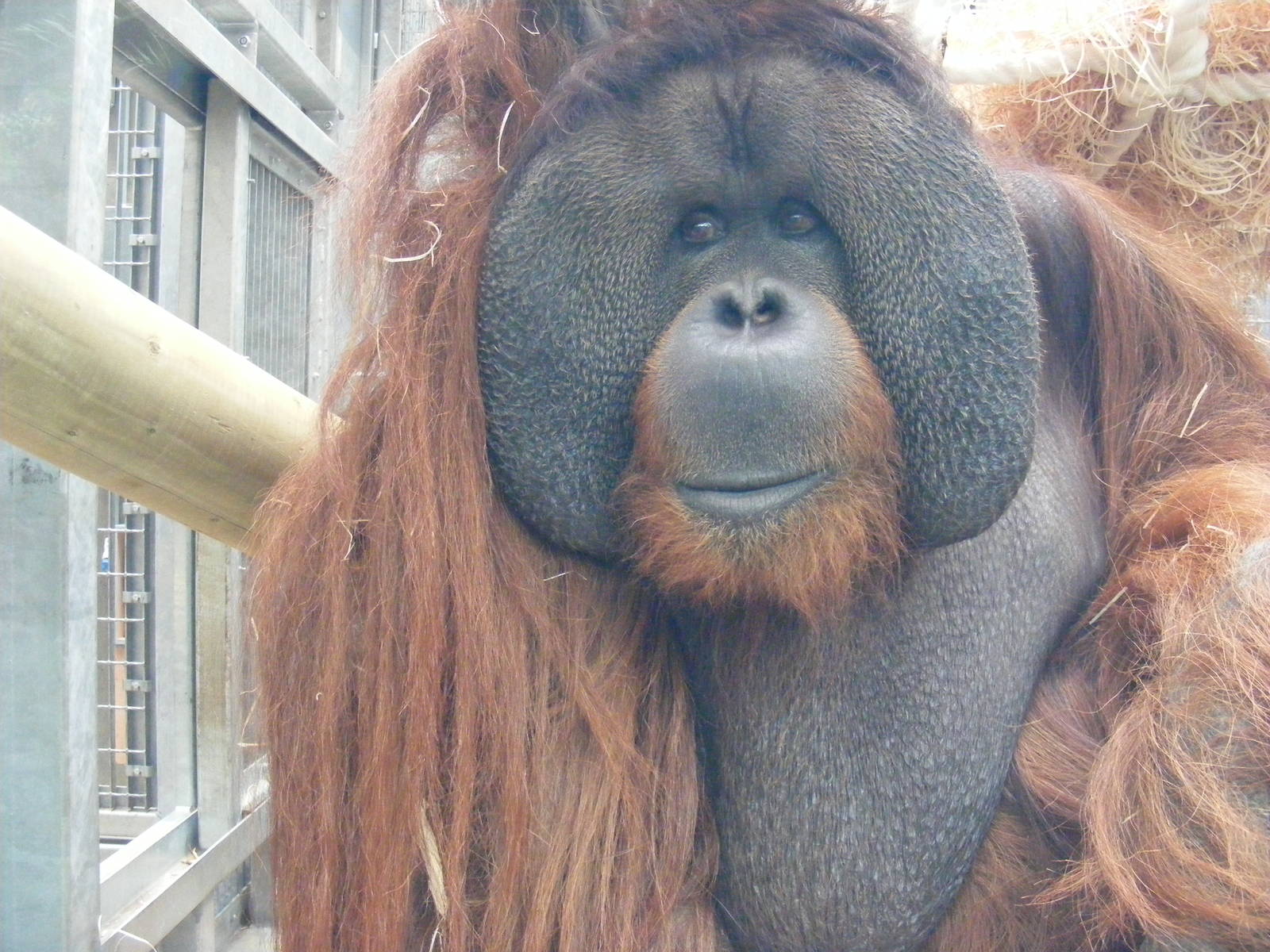 Rajang - 9 April 2009