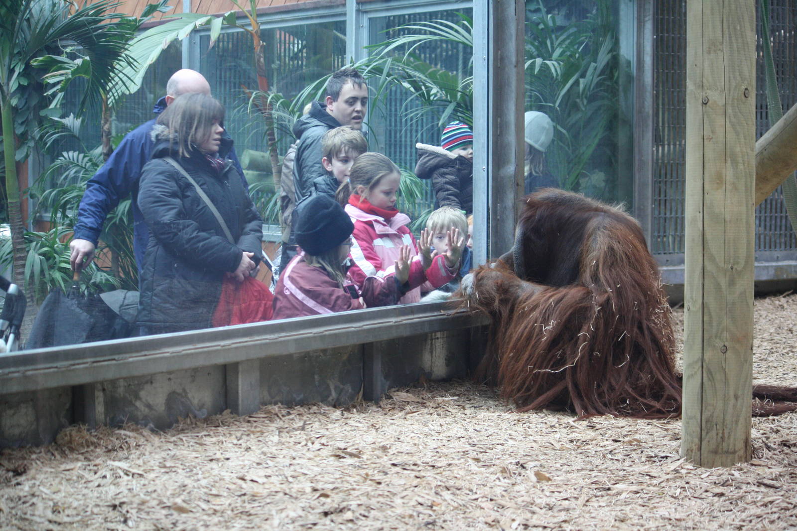 Rajang and his adoring public - 16 Feb 2010
