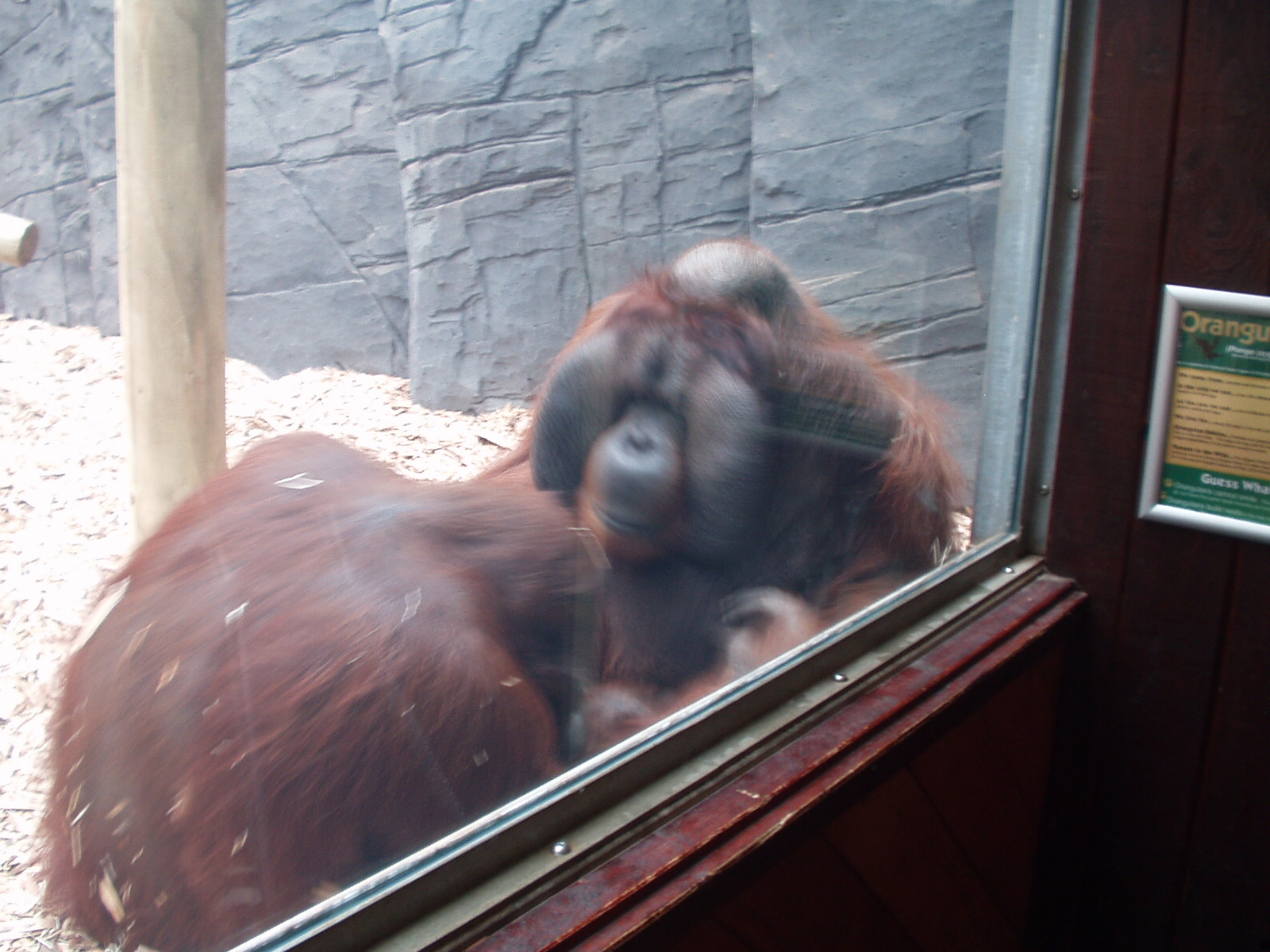 Rajang and Tiga 15th June 2011