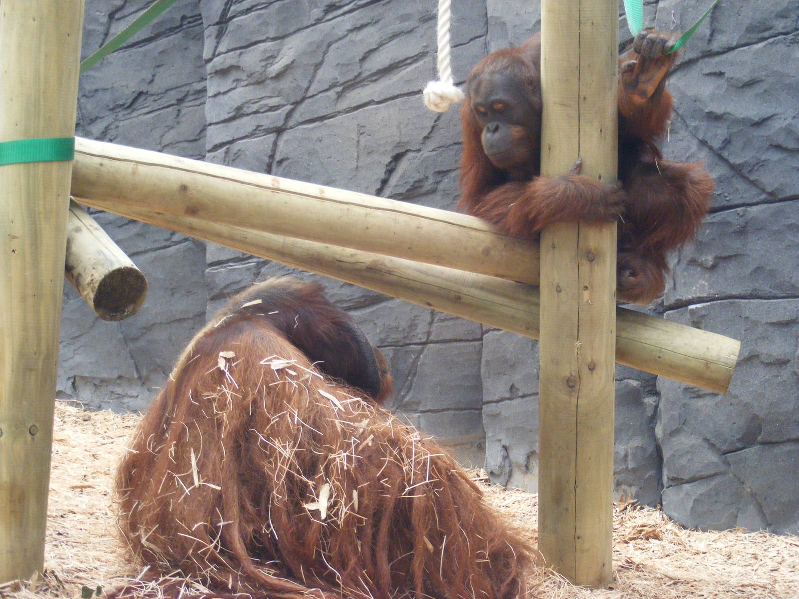 Rajang and Tiga 6 August 2009