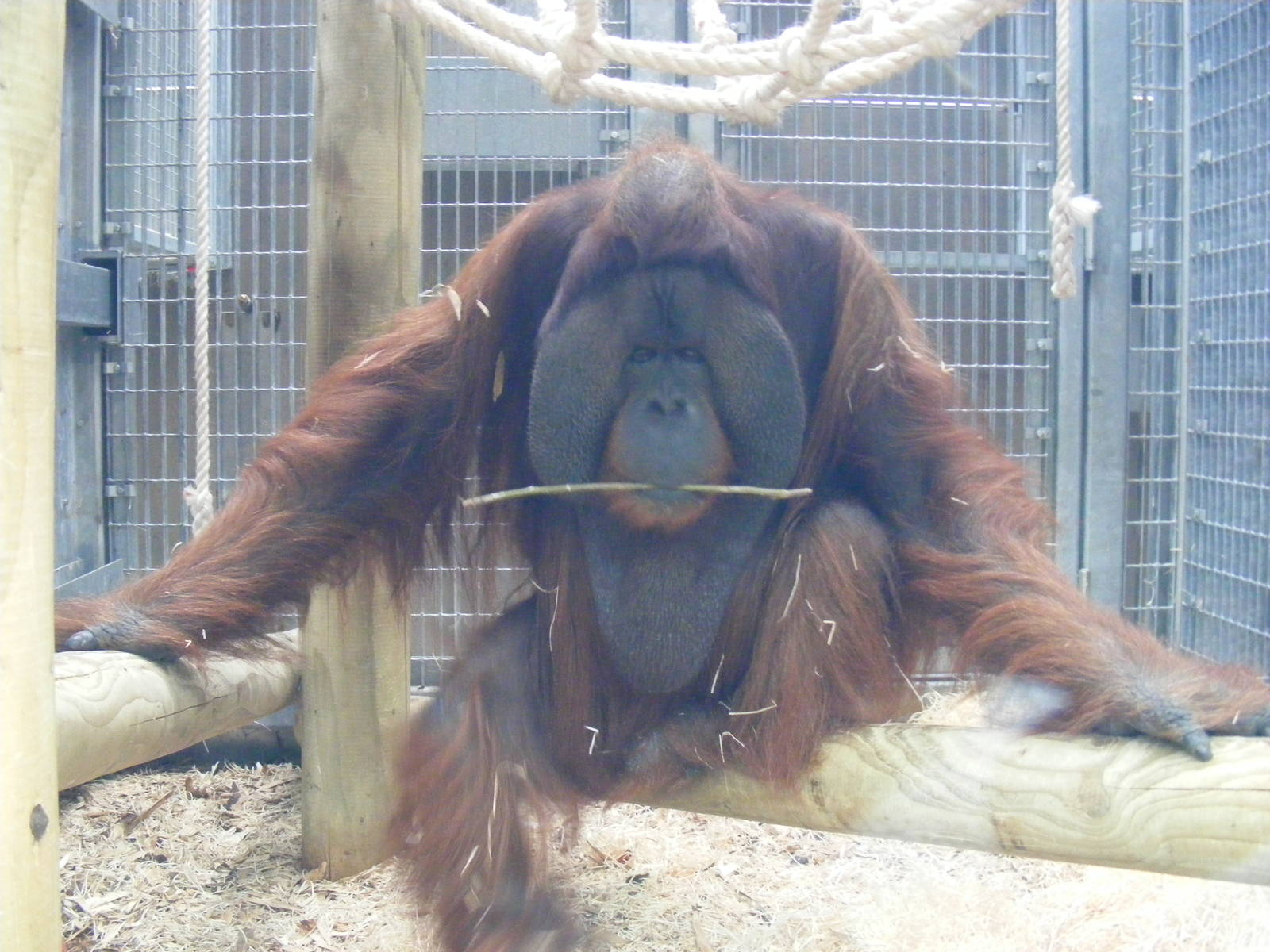 Rajang the orangutan at Colchester Zoo, 17 September 2010
