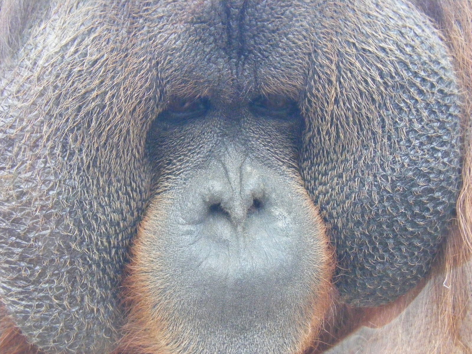 Rajang the orangutan at Colchester Zoo, 17 September 2010
